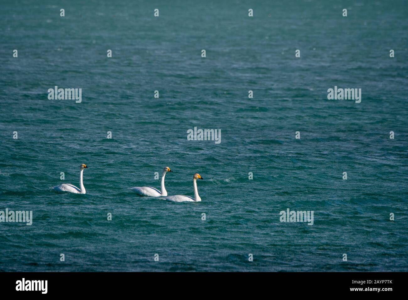 Whooper swans (Cygnus cynus) nageant sur le lac Shar Nurr dans les montagnes de l'Altaï près de la ville d'Ulgii (Ölgii) dans la province de Bayan-Ulgii dans l'ouest de M Banque D'Images