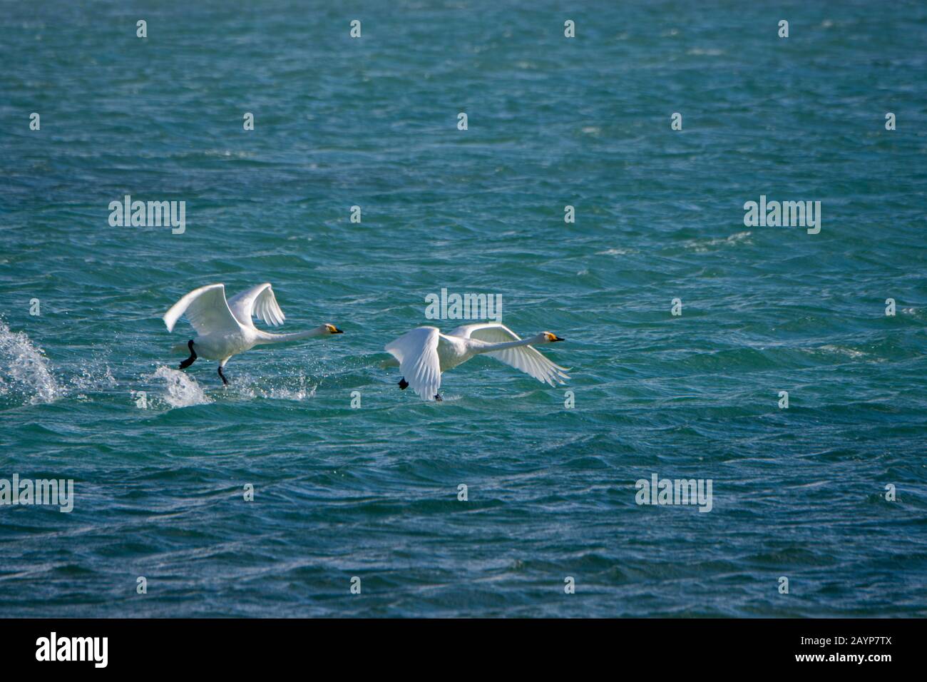 Whooper swans (Cygnus cynus) en partant du lac Shar Nurr dans les montagnes de l'Altaï près de la ville d'Ulgii (Ölgii) dans la province de Bayan-Ulgii à weste Banque D'Images