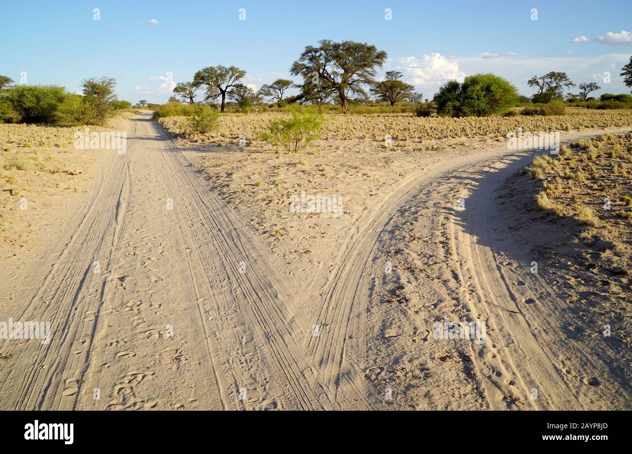 Une fourche dans la route dans un paysage de savane Banque D'Images