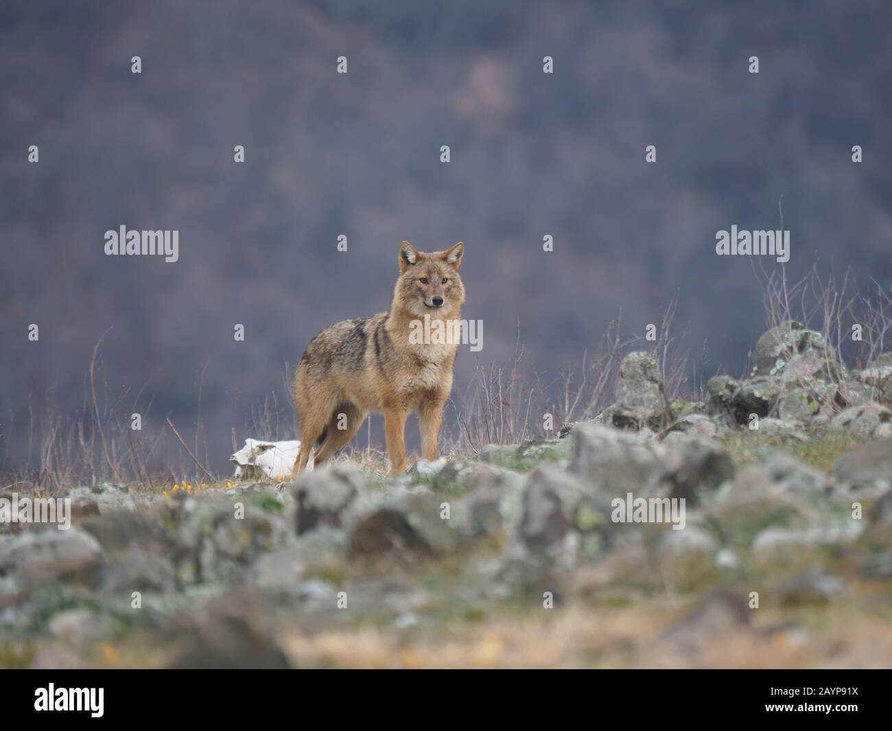 Chacal européen, Canis aureus moreoticus, mammifère unique, Bulgarie, février 2020 Banque D'Images