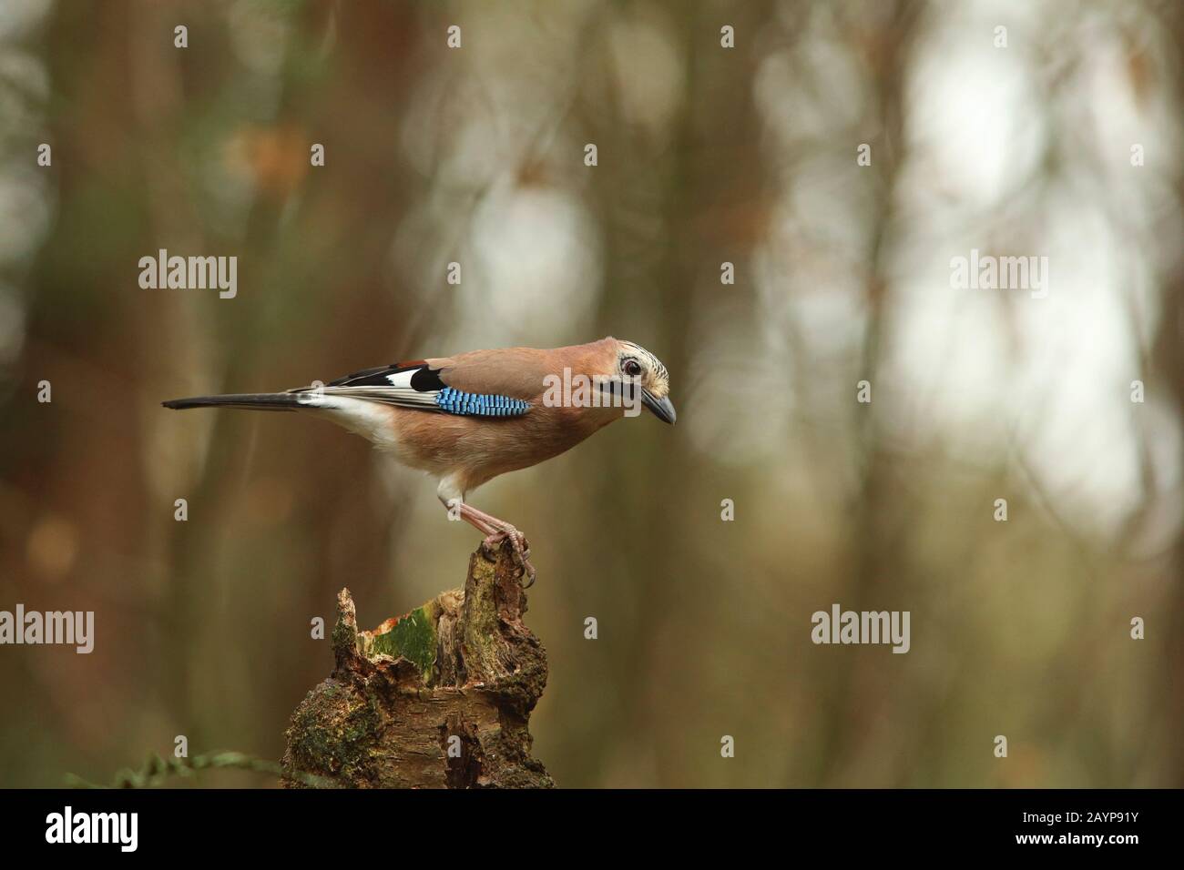 Un geai eurasien sur une perche Banque D'Images