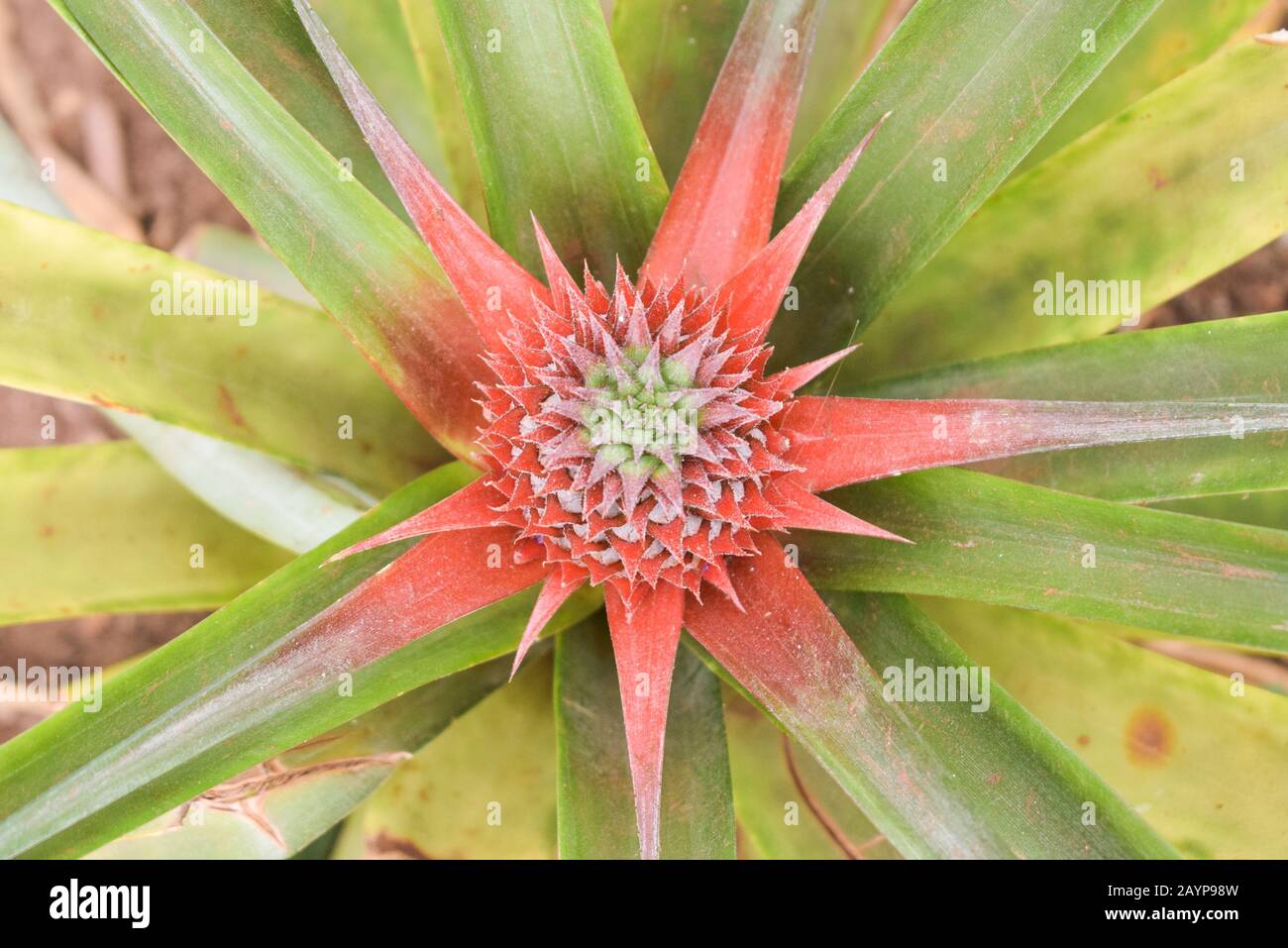 Peintures Ananas dans une serre Banque D'Images