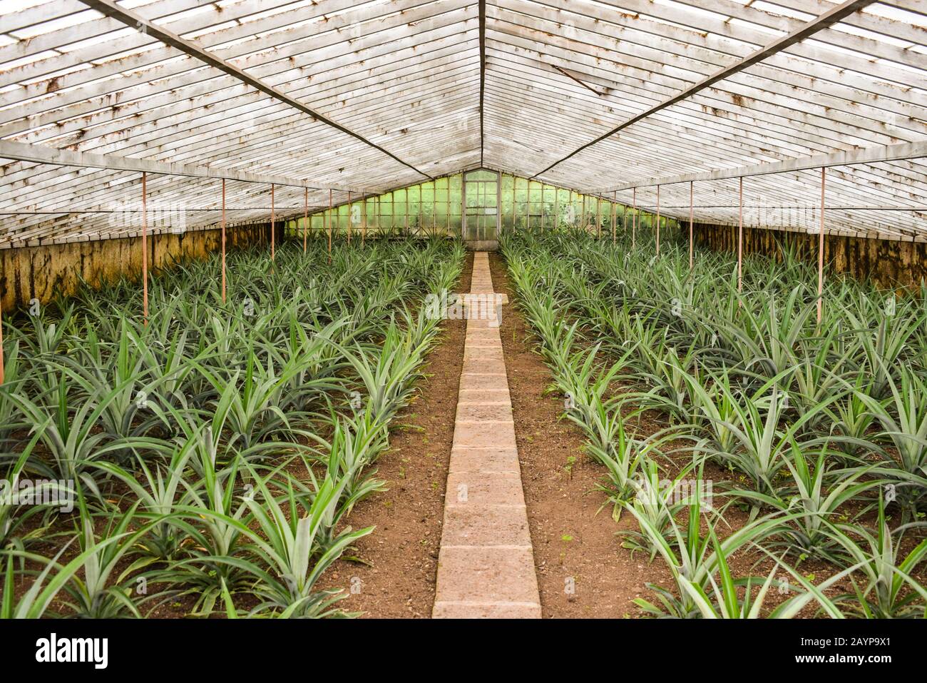 Peintures Ananas dans une serre Banque D'Images