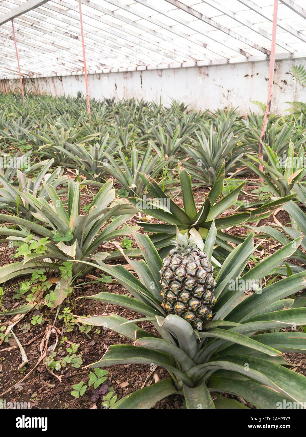 Plantes d'ananas dans une serre Banque D'Images