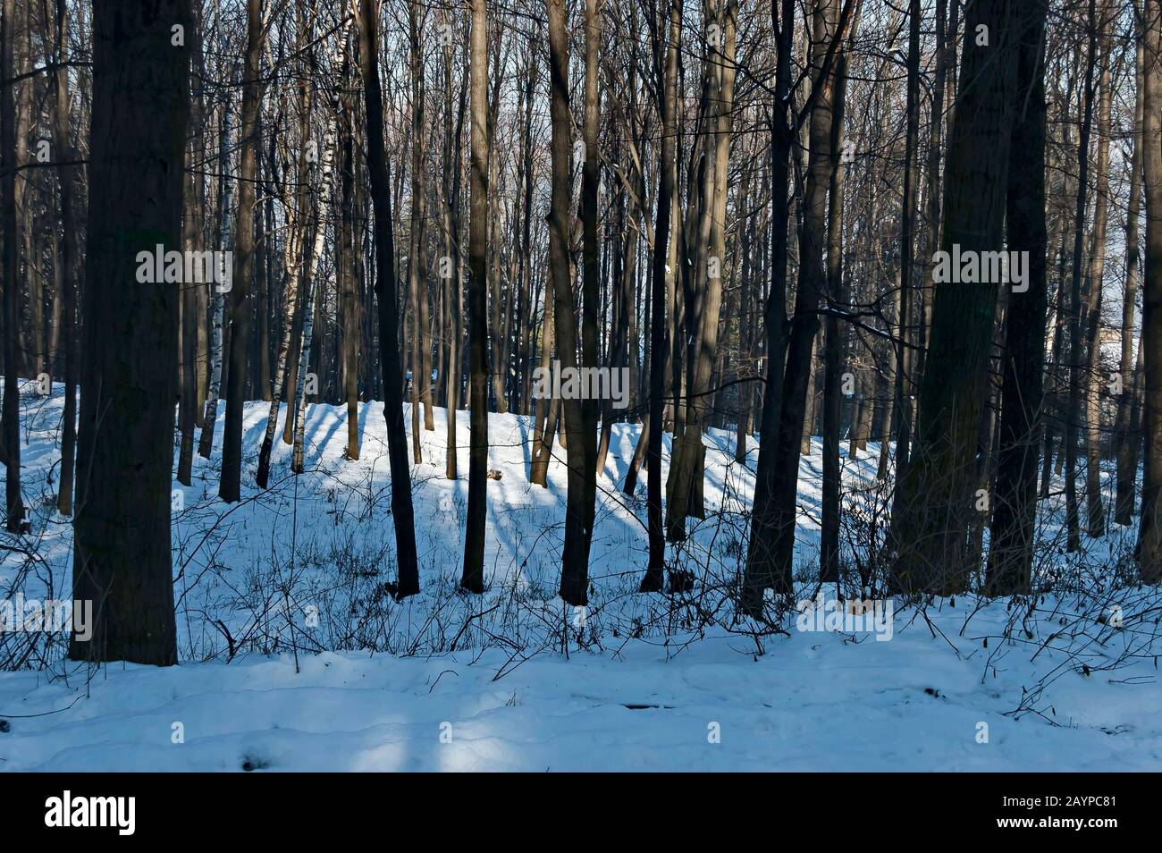 Paysage avec forêt d'hiver et jeunes arbres pour une récupération naturelle dans la montagne enneigée de Vitosha, en Bulgarie Banque D'Images