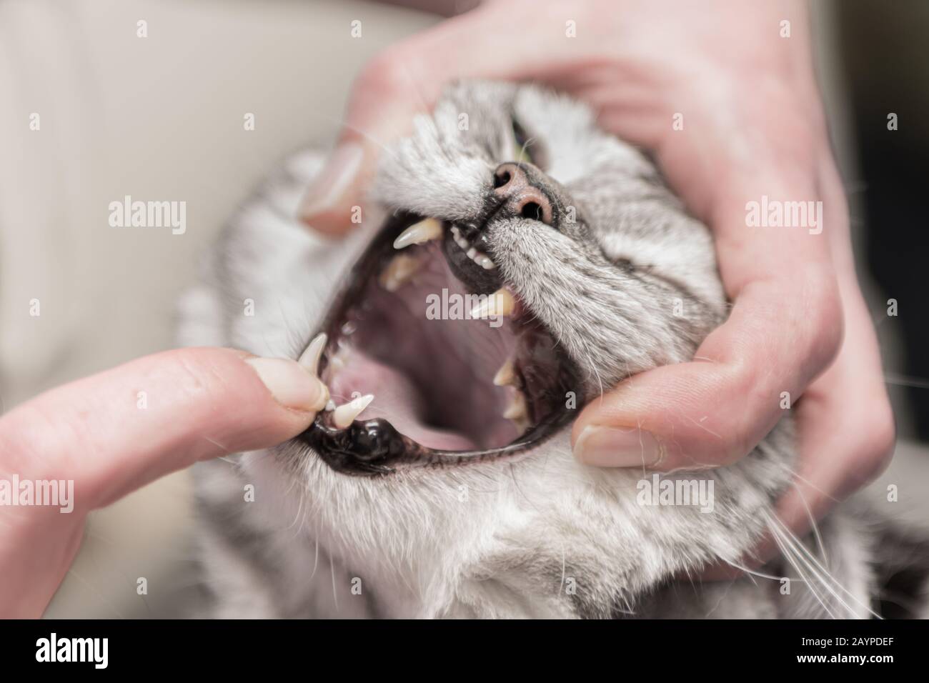 VET examine un chat gris. Contrôle dentaire dans la pratique vétérinaire Banque D'Images