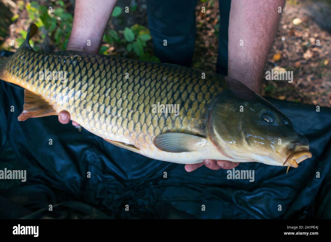 poisson carpe fraîchement pêché dans un étang forestier Banque D'Images