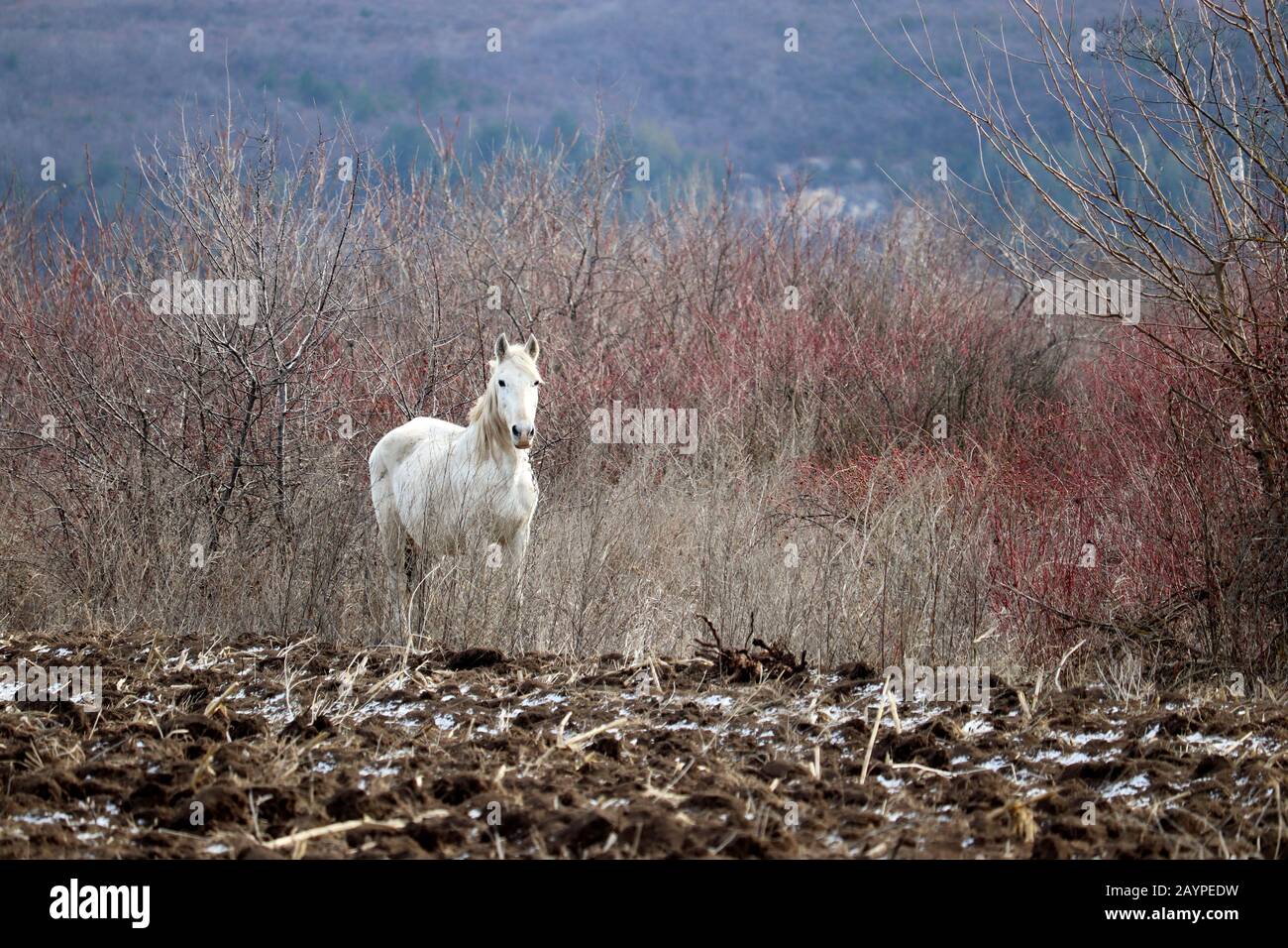 Cheval blanc pacage sur le champ labouré sur fond de forêt de montagne. Paysage rural pittoresque au début du printemps Banque D'Images