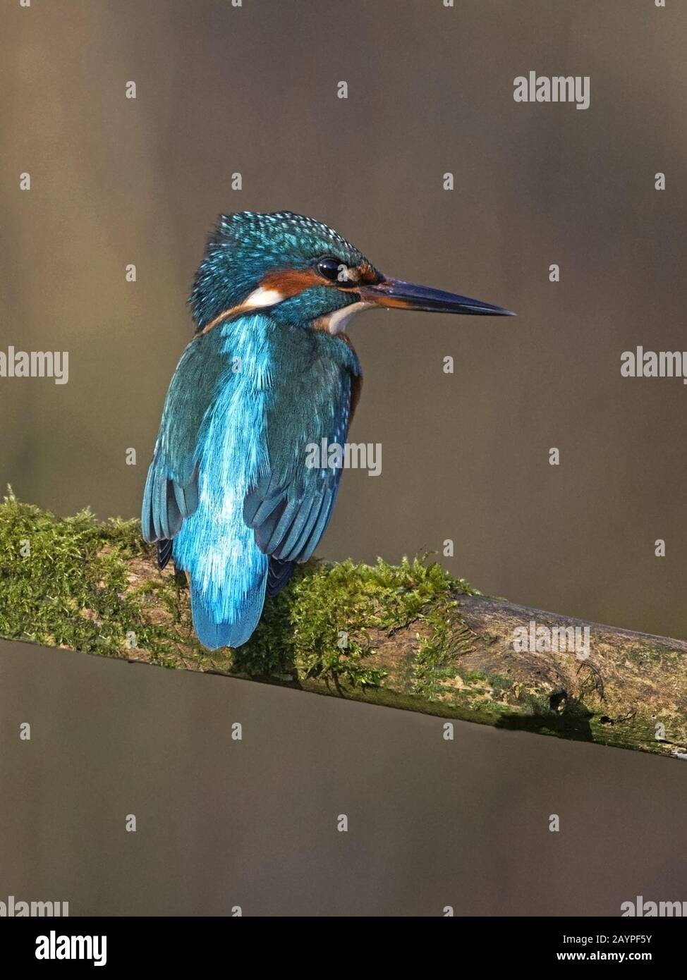 Kingfisher commun mâle perché Banque D'Images