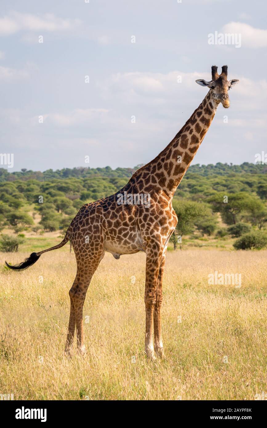 Girafe simple (Giraffa camelopardis tippelskirchi) debout sur l'herbe dans la savane du parc national de Tarangire. Buissons et ciel bleu à l'arrière. Banque D'Images