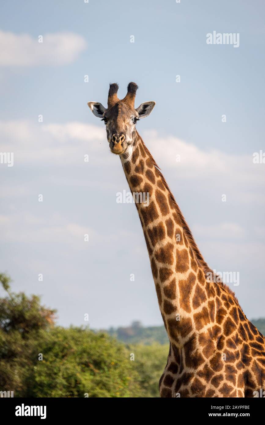 Portrait d'une girafe de masai (Giraffa camelopardis tippelskirchi) dans le parc national de Tarangire, en face du ciel bleu avec des nuages blancs et quelques buissons. Banque D'Images