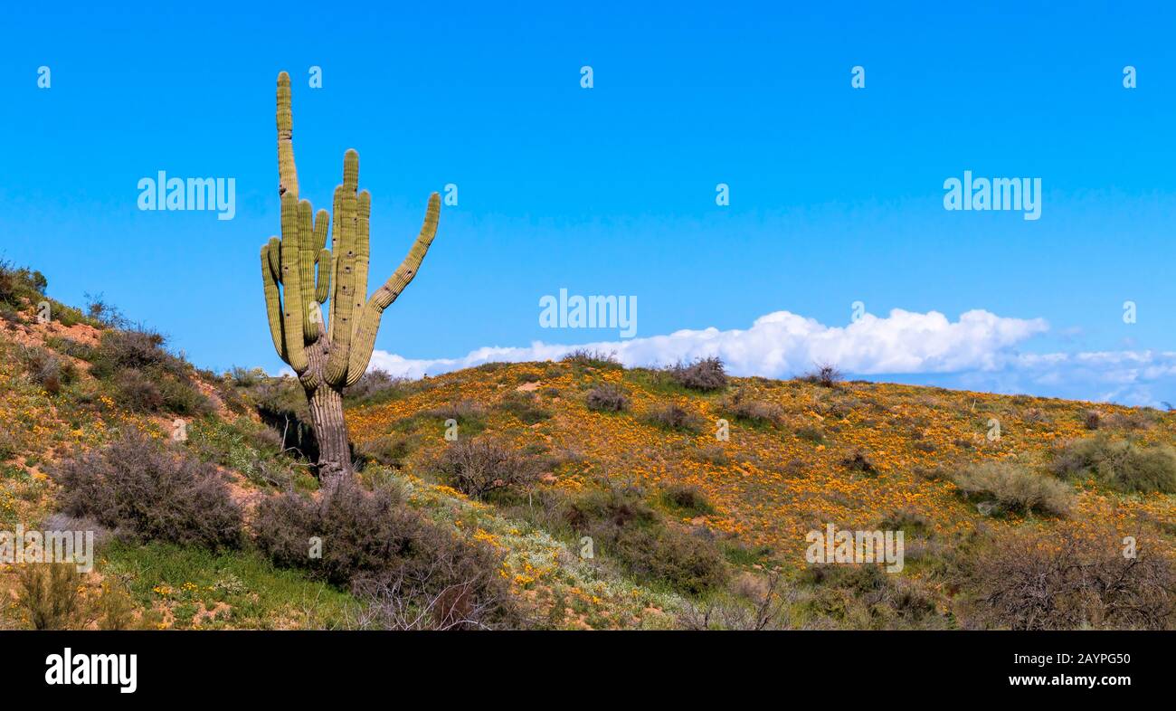 Grand Saguaro Cactus et fleurs sauvages dans le désert de l'Arizona au printemps. Banque D'Images