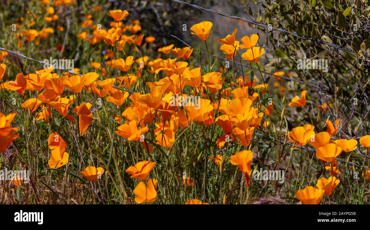 Des fleurs de coquelicot vibrantes fleuissent dans le désert de l'Arizona au printemps près de Phoenix. Banque D'Images