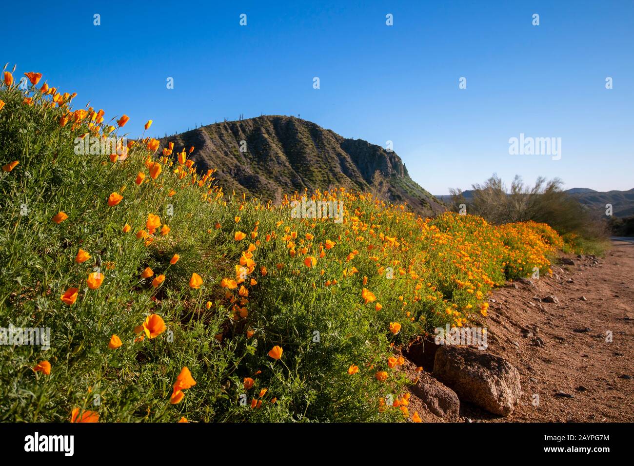Des fleurs de coquelicot vibrantes fleuissent le long d'une route de terre dans le désert de l'Arizona au printemps Banque D'Images