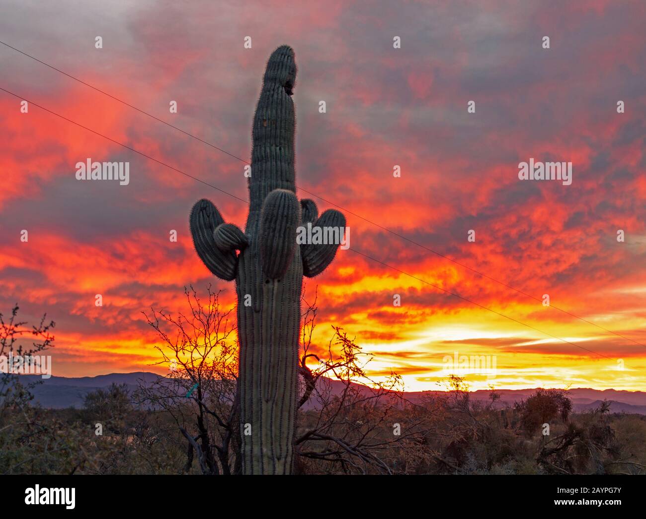 Ciel Coloré Et Orange Sur Le Lever Du Soleil De Feu Dans Le Désert De L'Arizona Avec Saguaro Cactus Banque D'Images
