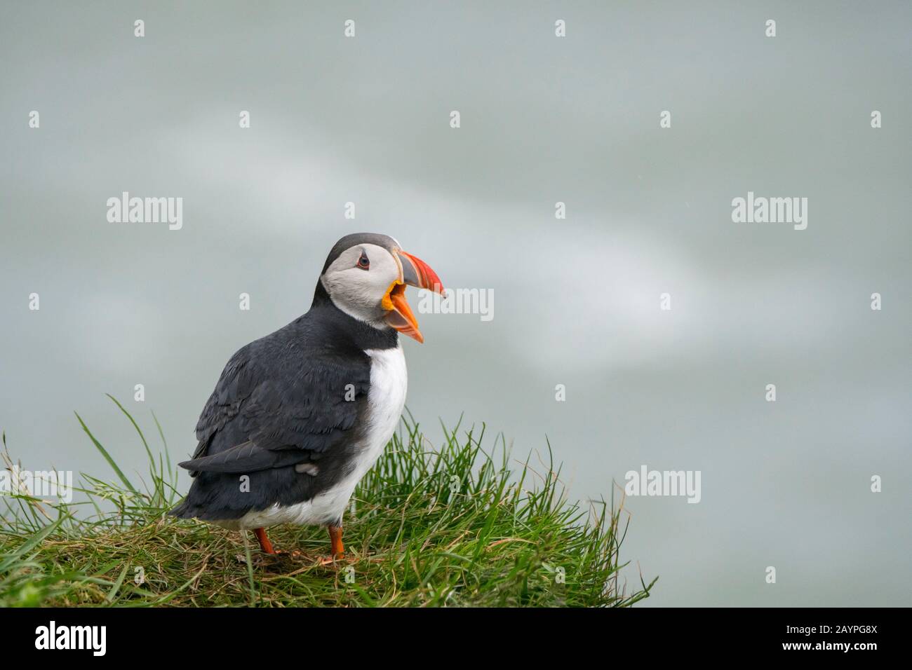 Une puffine de l'Atlantique (Fratercula arctica), également connue sous le nom de puffin commun, s'ébarbe dans la colonie d'oiseaux de mer près de Borgarfjordur dans l'est de l'Islande. Banque D'Images