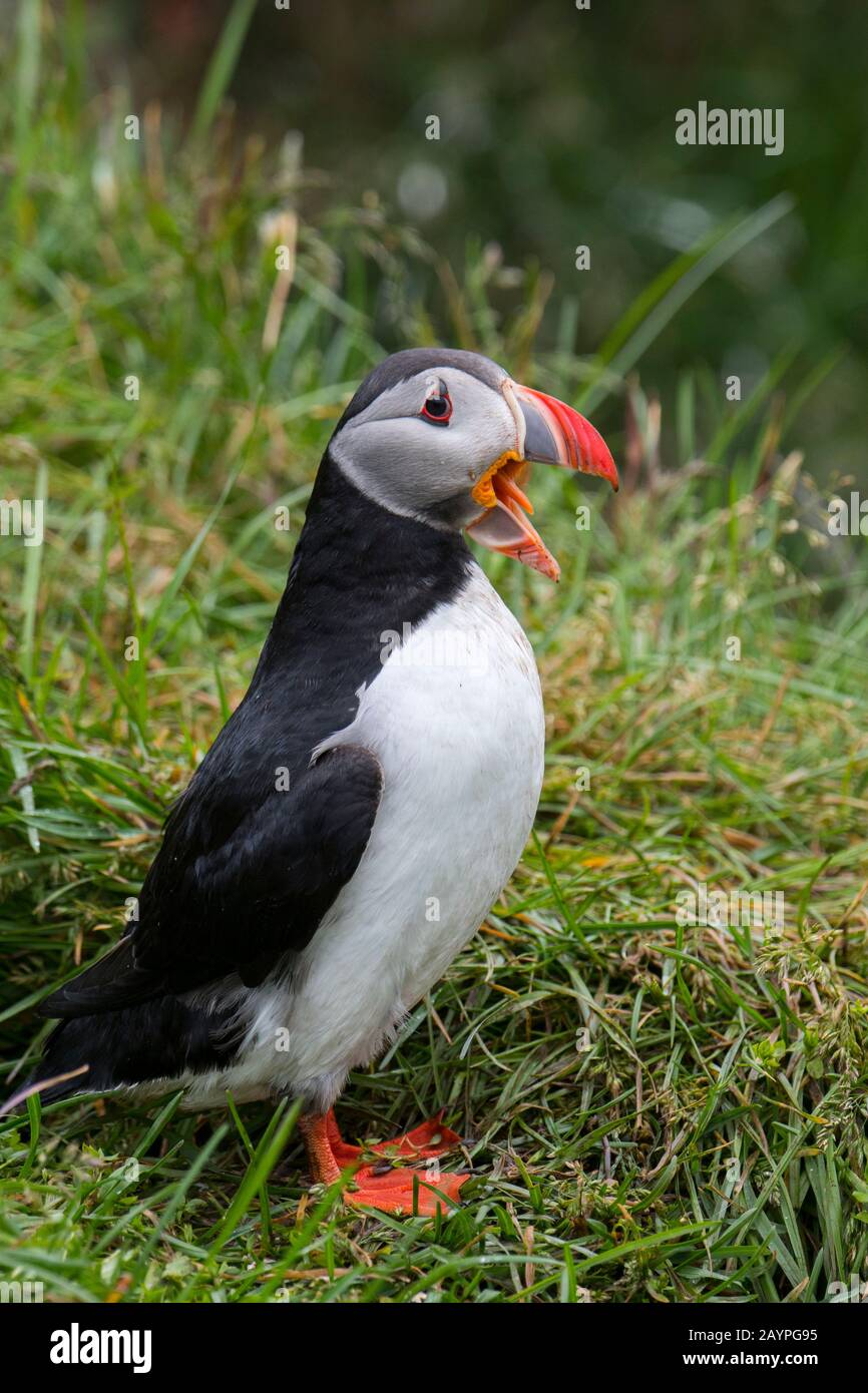 Une puffine de l'Atlantique (Fratercula arctica), également connue sous le nom de puffin commun, s'ébarbe dans la colonie d'oiseaux de mer près de Borgarfjordur dans l'est de l'Islande. Banque D'Images