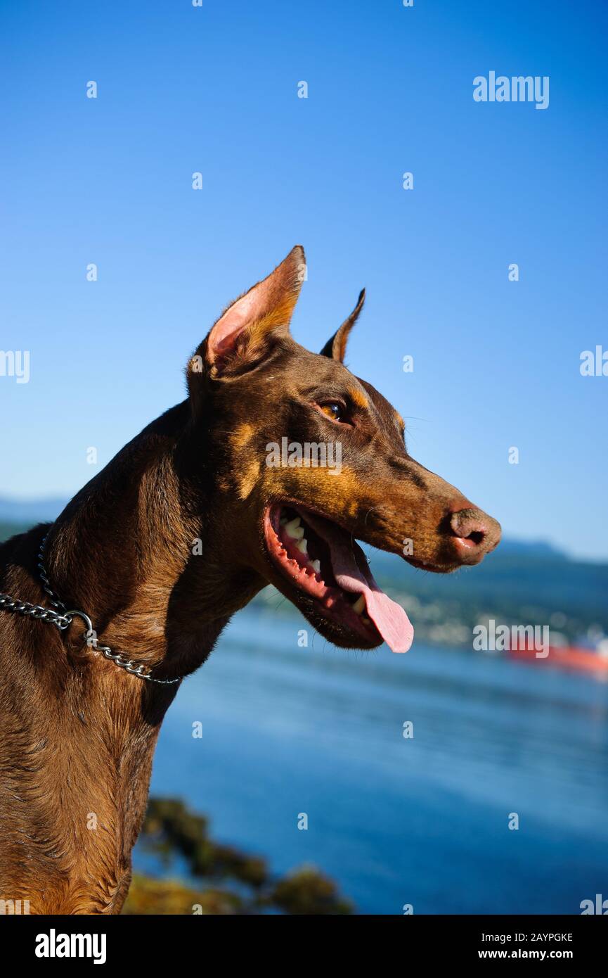 Dobermann dog Banque D'Images