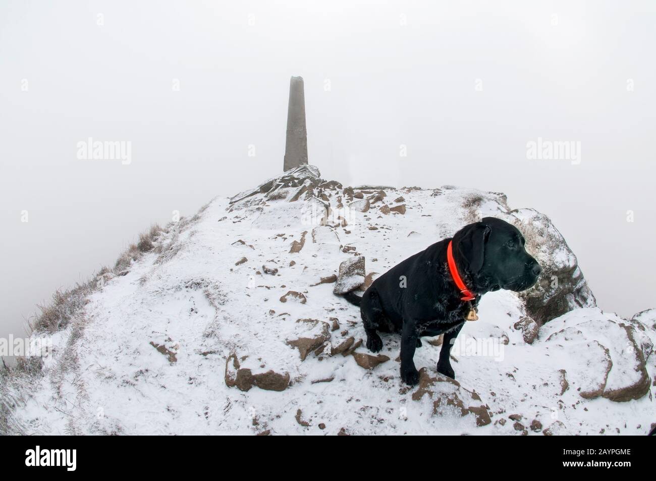 Chien Labrador en hiver sur le sommet de la montagne Banque D'Images