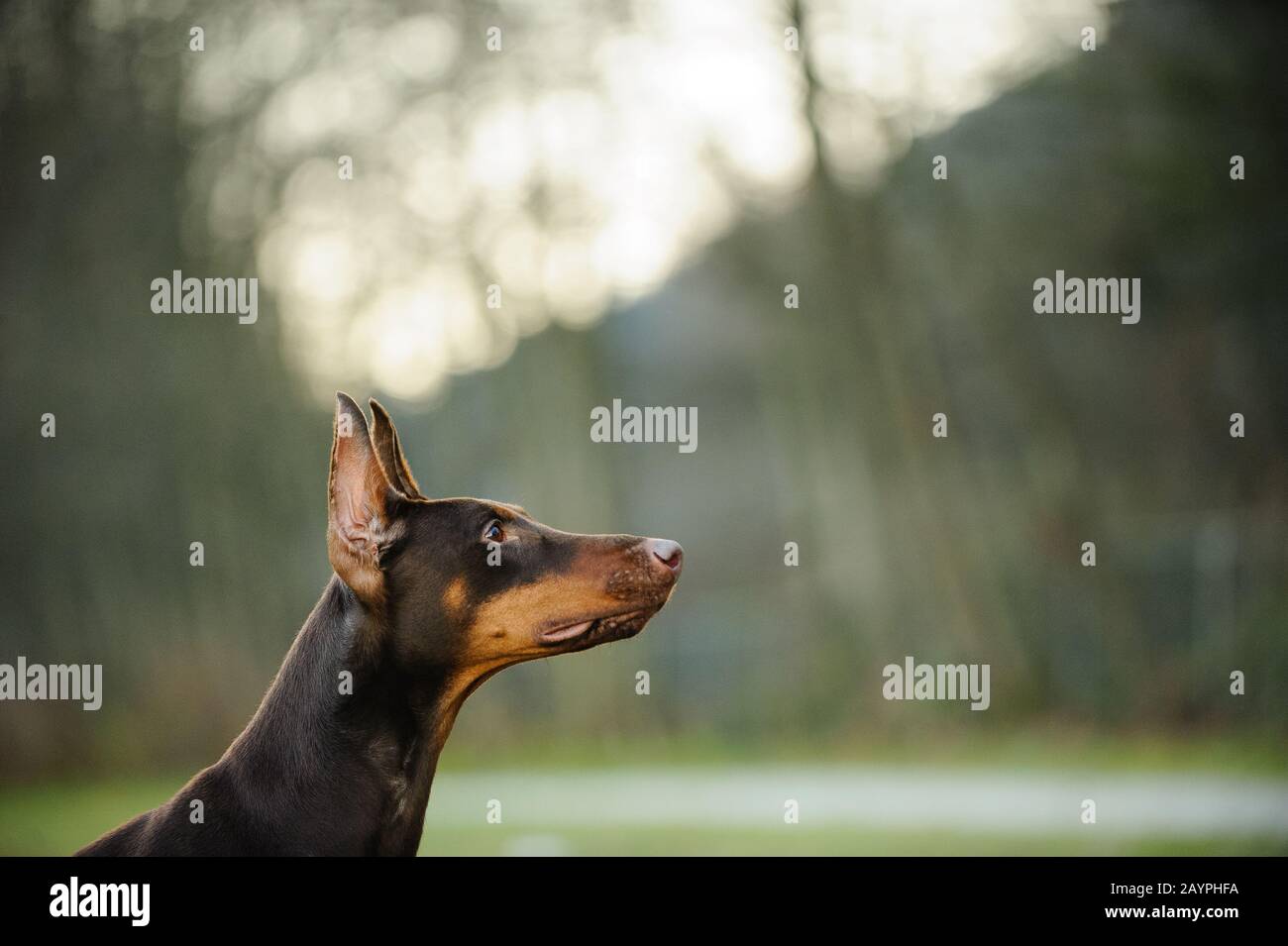 Dobermann dog Banque D'Images