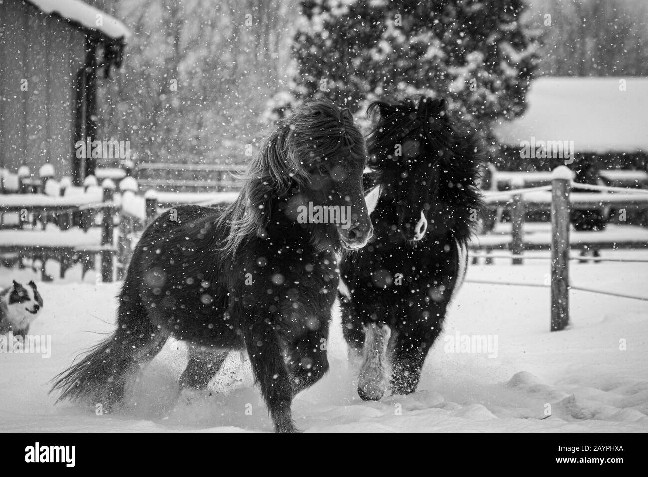Un chien de berger islandais troupeaux deux chevaux islandais dans une tempête de neige Banque D'Images