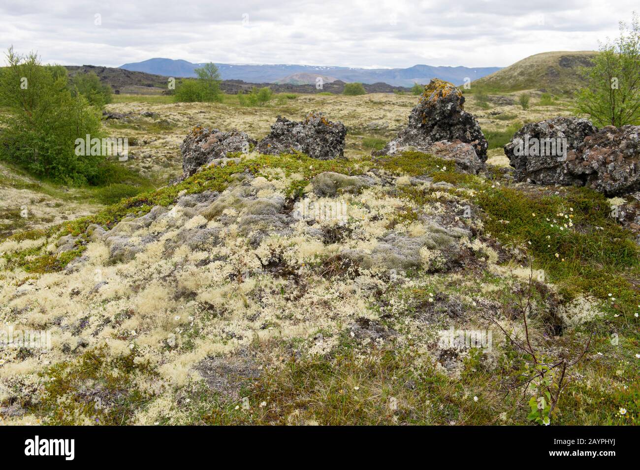 Paysage avec lichens rennes (Cladonia rangiferina) couvrant les roches de lave à Hofdi au lac Myvatn dans le nord-est de l'Islande. Banque D'Images