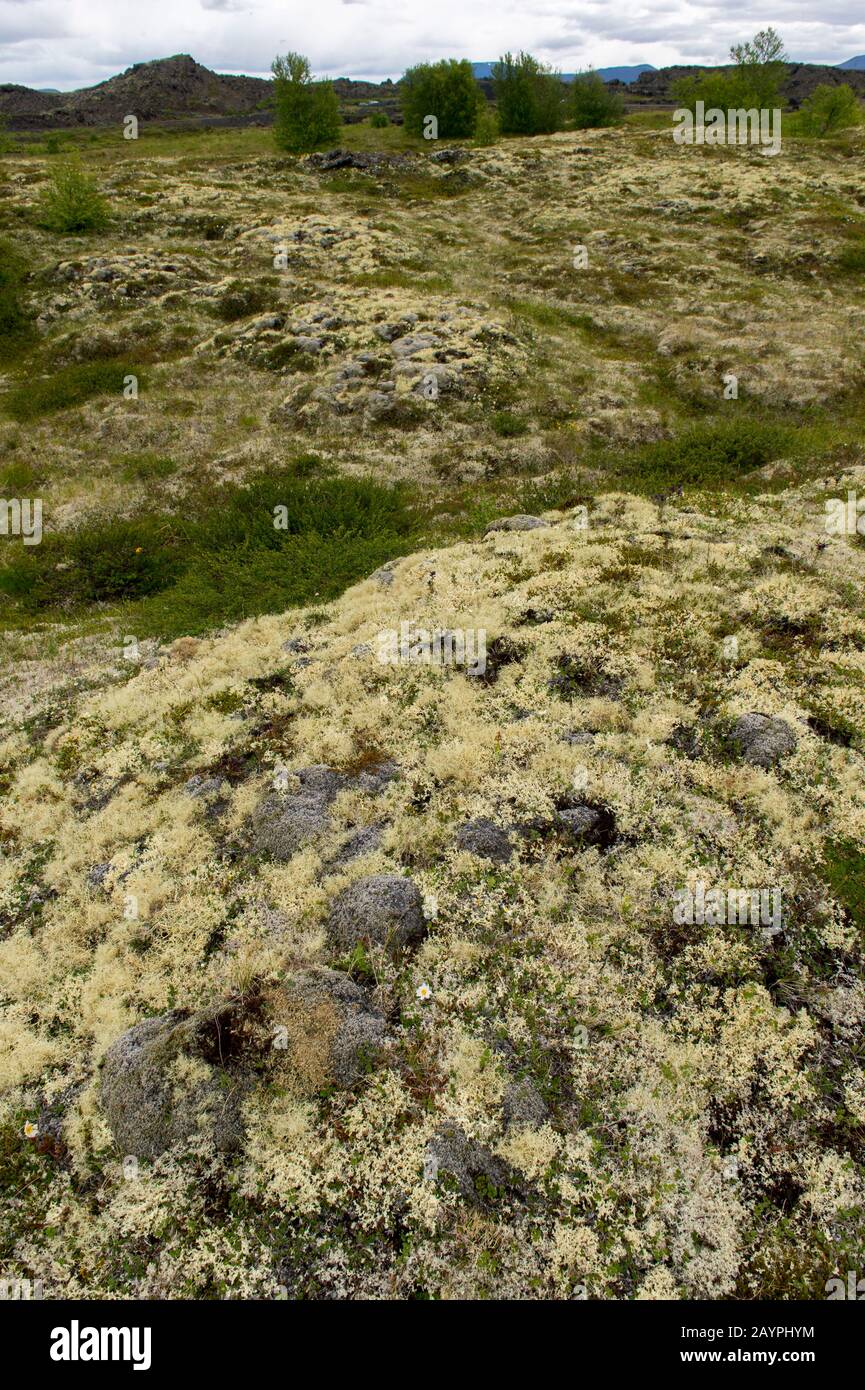 Paysage avec lichens rennes (Cladonia rangiferina) couvrant les roches de lave à Hofdi au lac Myvatn dans le nord-est de l'Islande. Banque D'Images