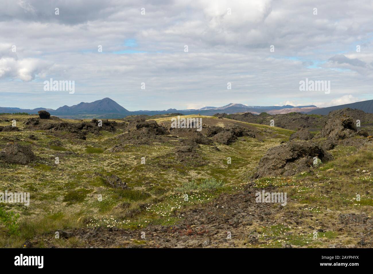 Paysage avec lichens rennes (Cladonia rangiferina) couvrant les roches de lave à Hofdi au lac Myvatn dans le nord-est de l'Islande. Banque D'Images