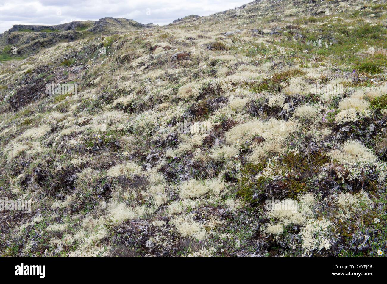 Paysage avec lichens rennes (Cladonia rangiferina) couvrant les roches de lave à Hofdi au lac Myvatn dans le nord-est de l'Islande. Banque D'Images