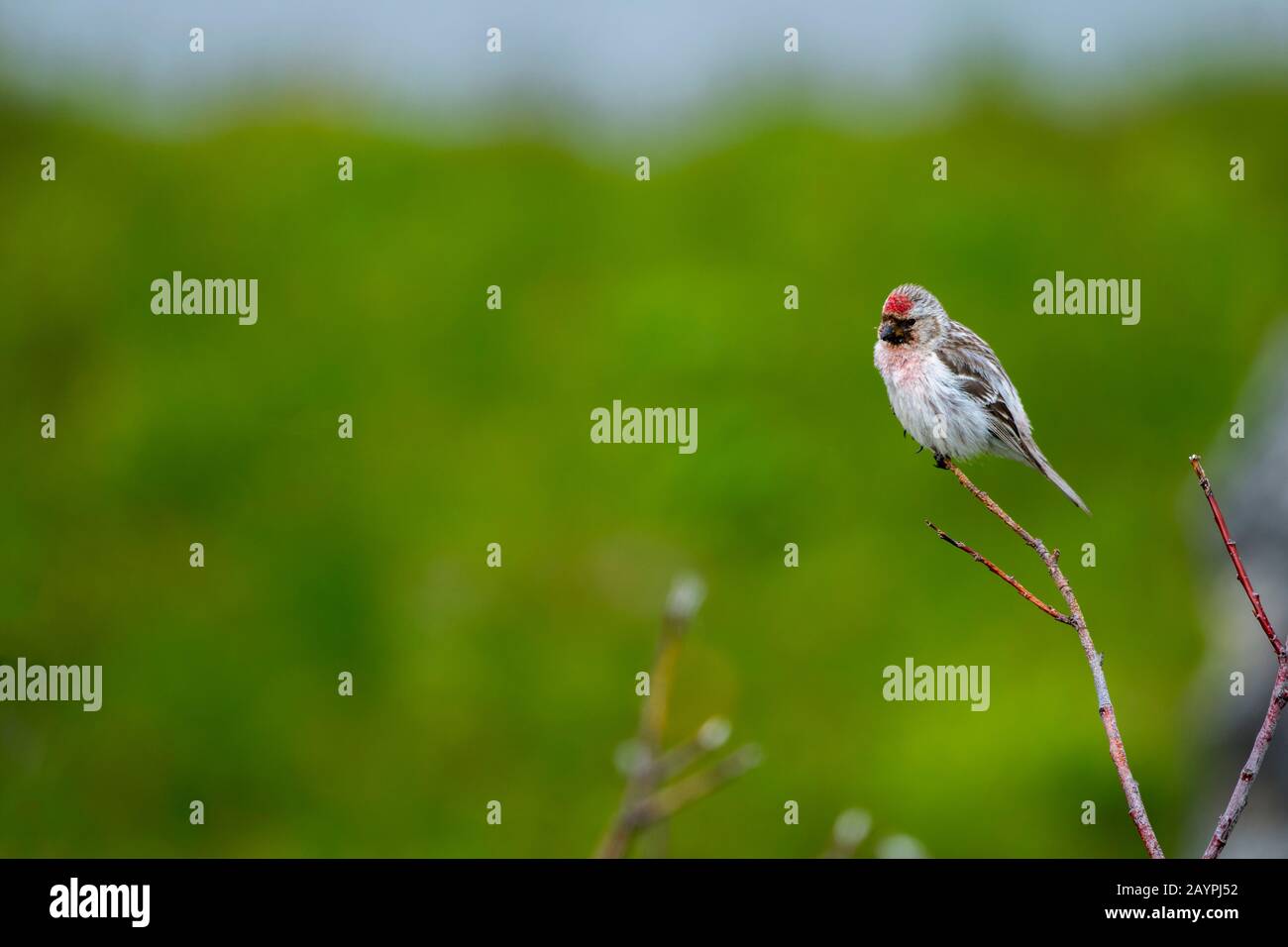 Un resondage commun (Acanthis flammea) dans la péninsule de Hofdi au lac Myvatn dans le nord-est de l'Islande. Banque D'Images