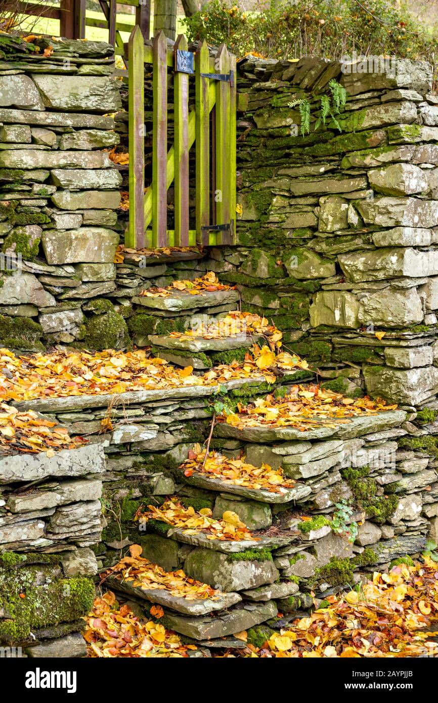 Feuilles d'automne tombées sur de vieux marches de mur en pierre sèche menant à la porte en bois, Town End, Troutbeck, Cumbria, Royaume-Uni Banque D'Images