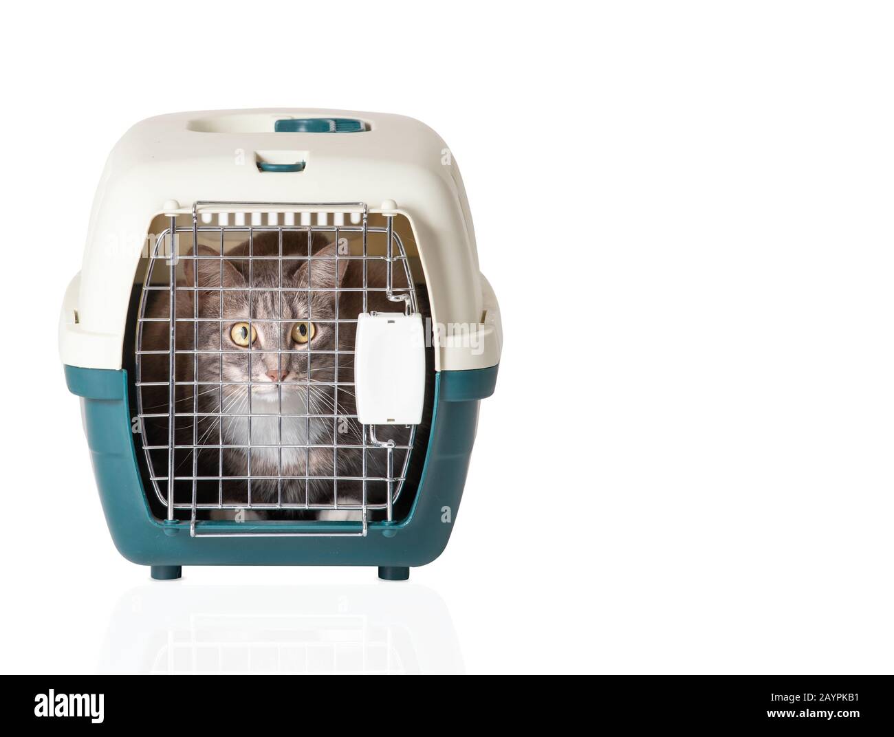 Cat et transporteur d'animaux isolés. Concept de transport et clinique vétérinaire Banque D'Images