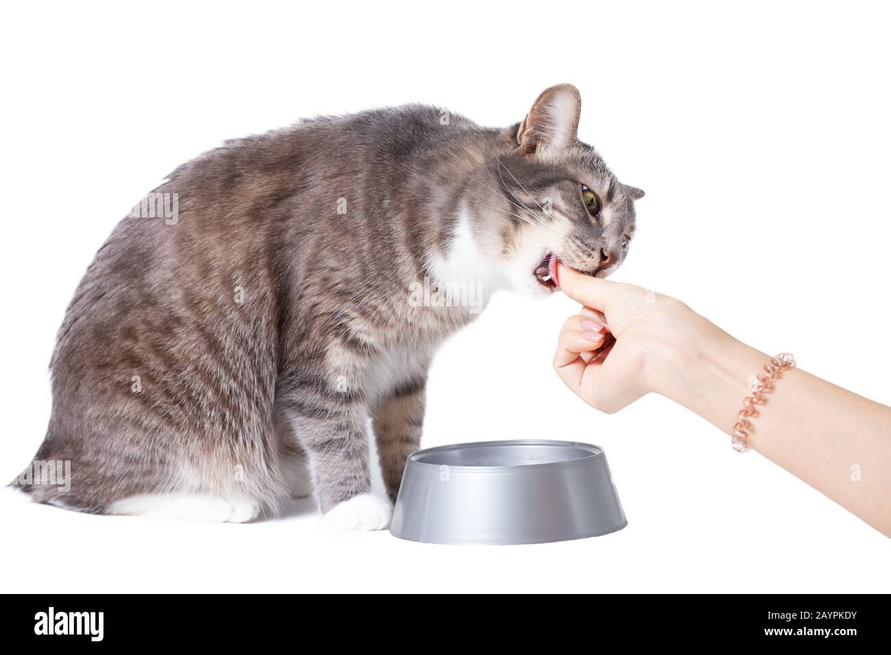 Patte De Chat Qui Leche Banque D Images Detourees Alamy