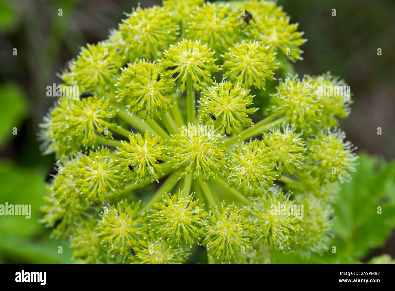 Floraison Angelica archangelica près De As, Borgarfjordur dans l'ouest de l'Islande, est communément appelé jardin angelica, céleri sauvage, et norvégien angelica, Banque D'Images