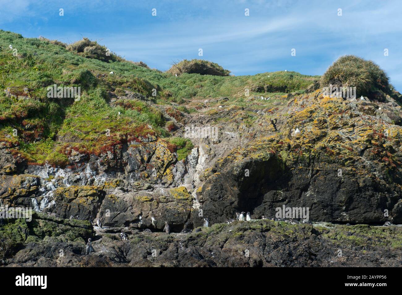 Pingouins magellaniques (Spheniscus magellanicus) sur la côte rocheuse sur une île De la Réserve naturelle de Punihuil sur l'île de Chiloe, au Chili. Banque D'Images