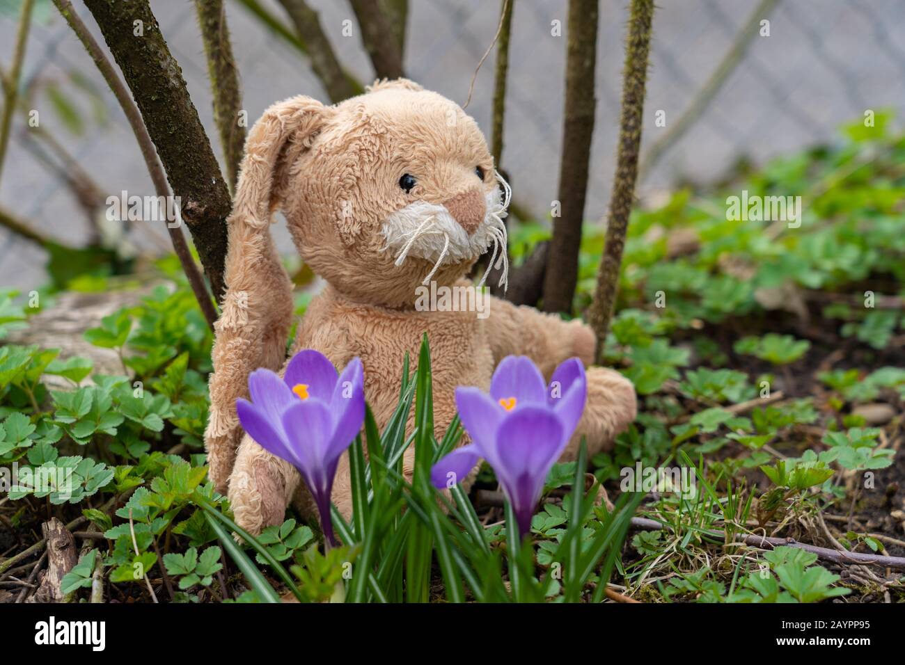 Un lapin de Pâques moelleux se trouve dans le jardin sur le sol entre les feuilles vertes et le crocus pourpre. Vue en grand angle. Banque D'Images