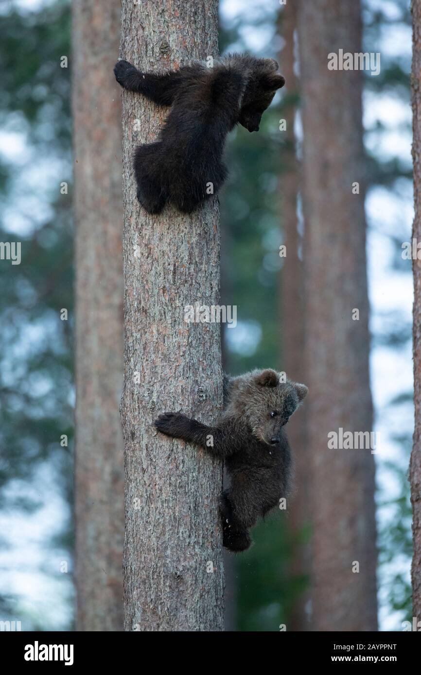 L'ours brun eurasien (Ursus arctos arctos) monte un arbre Banque D'Images