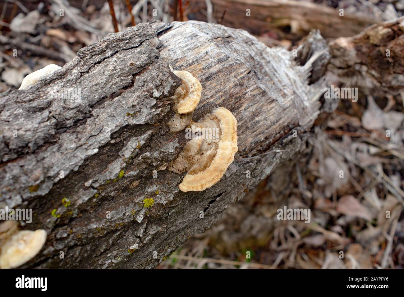 Tramete de TROG. Le corps fruitant d'un champignon de la pourriture blanche, Trametes trogiii, qui pousse sur un castor, a tué l'arbre de coton noir, le long des rives du Ko Banque D'Images