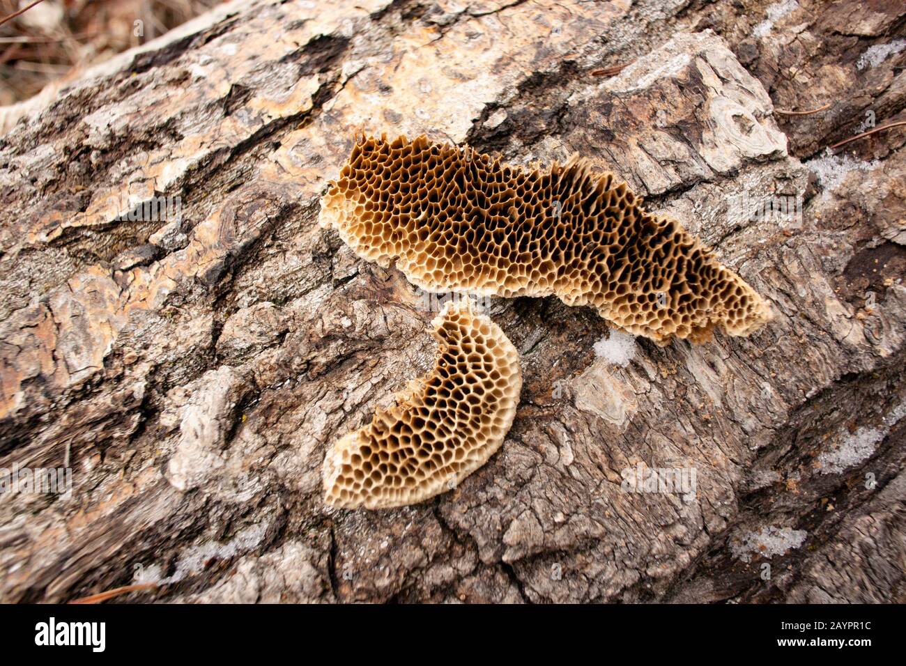 Tramete de TROG. Pores en nid d'abeilles d'un champignon Trametes trogii, qui se développe sur le tronc d'un arbre noir mort en bois de coton. Banque D'Images
