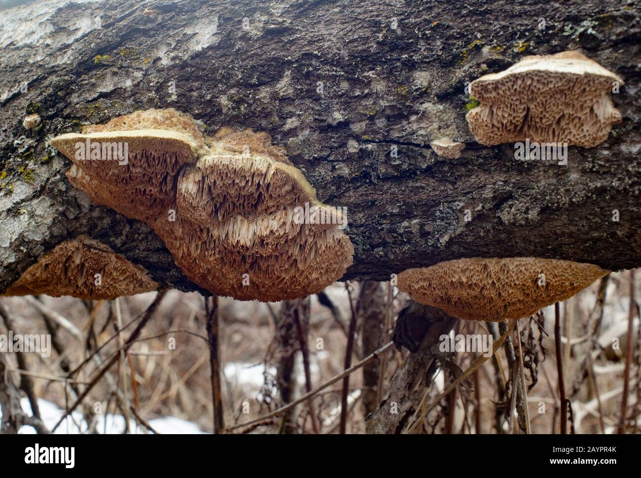 Tramete de TROG. Le sous-siside des champignons Trametes trogii qui se développent sur un bois noir mort de bois de coton, montrant les pores tootily, de type nid d'abeilles. Banque D'Images