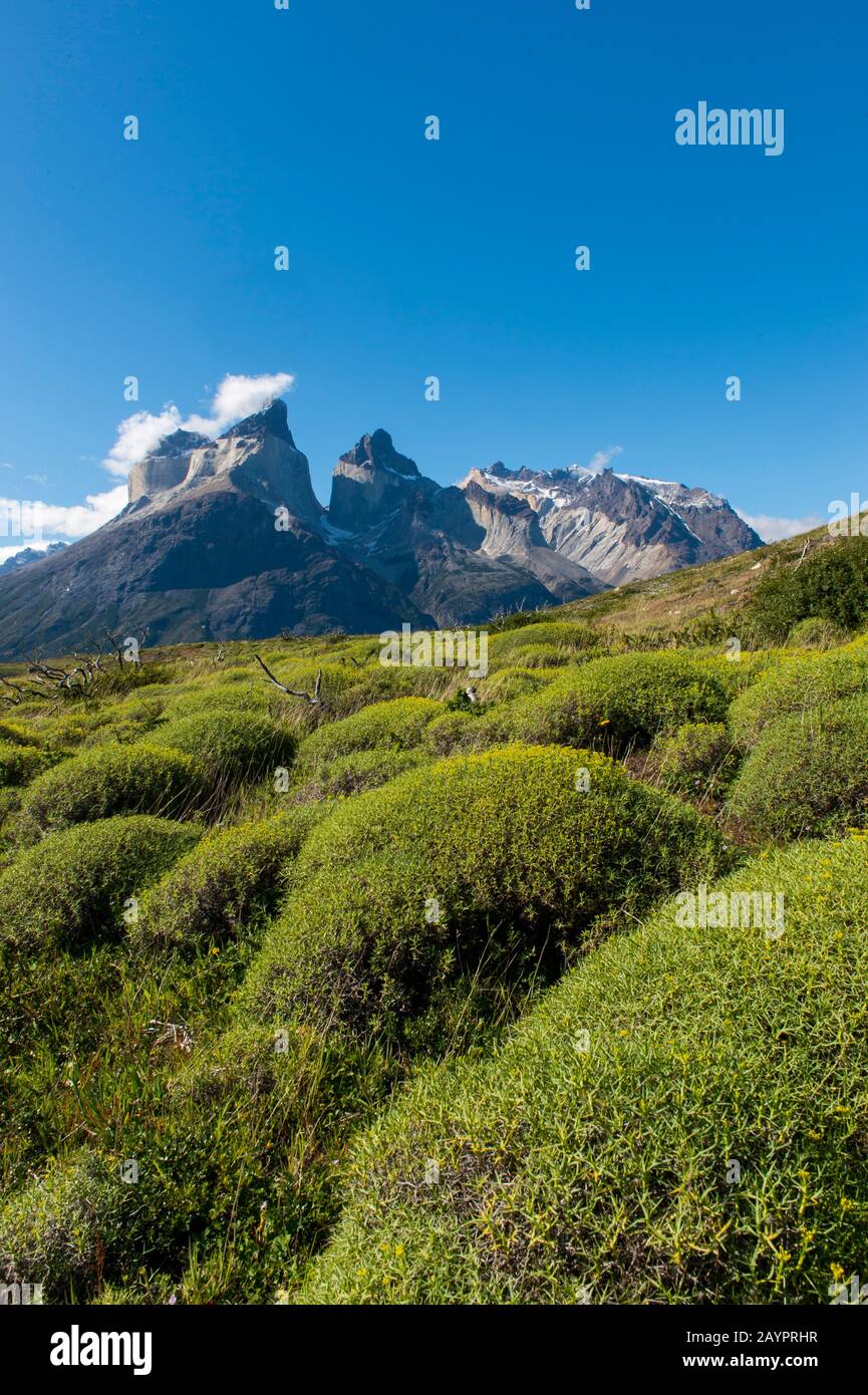 Vue sur les montagnes de Cuernos del Paine depuis le sentier Salto Grande du parc national de Torres del Paine, dans le sud du Chili, avec des plantes de Mulinum spinosum dans le passé Banque D'Images