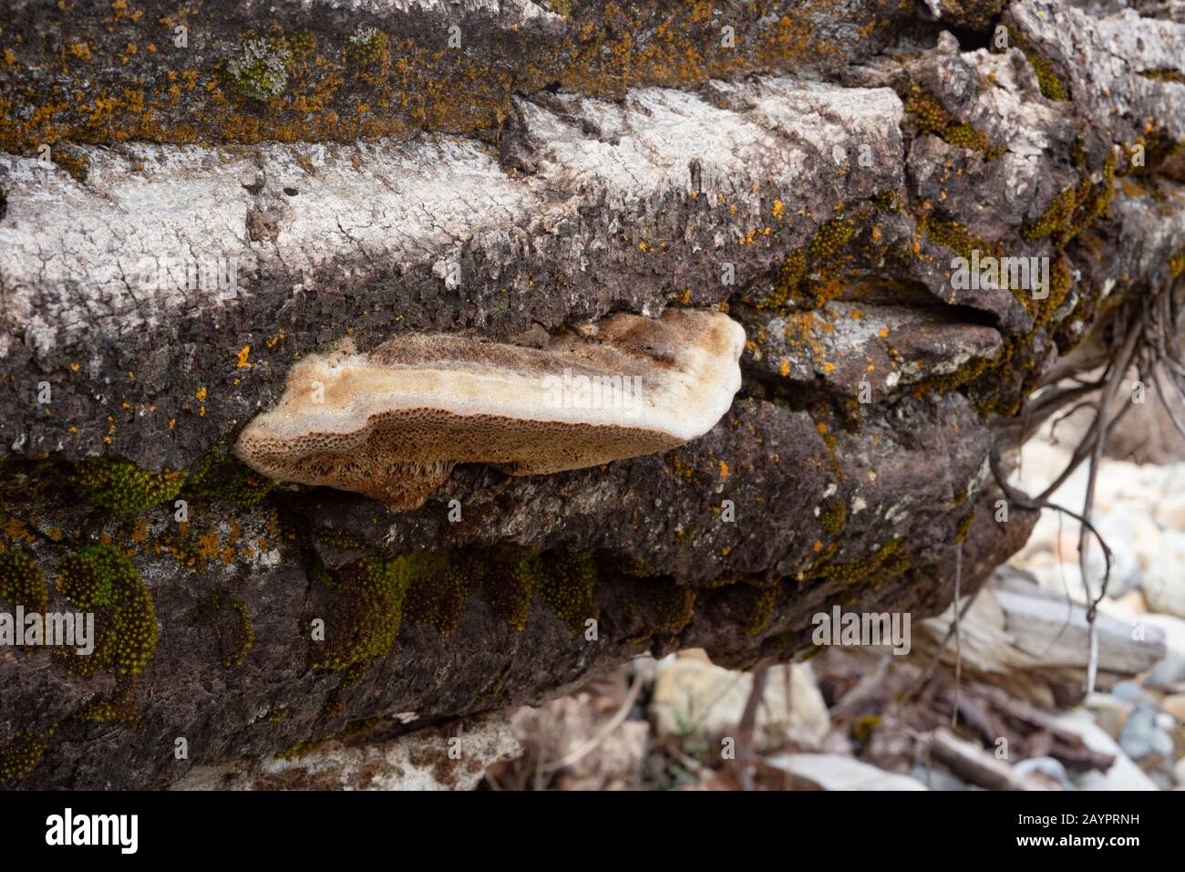 Tramete de TROG. Le corps fruité d'un champignon de pourriture blanche, Trametes trogii, avec lichen orange et mousse verte, se développe sur le tronc d'un cott noir mort Banque D'Images