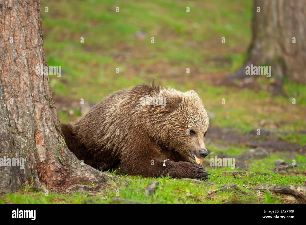 L'ours brun eurasien (Ursus arctos arctos) se nourrit Banque D'Images