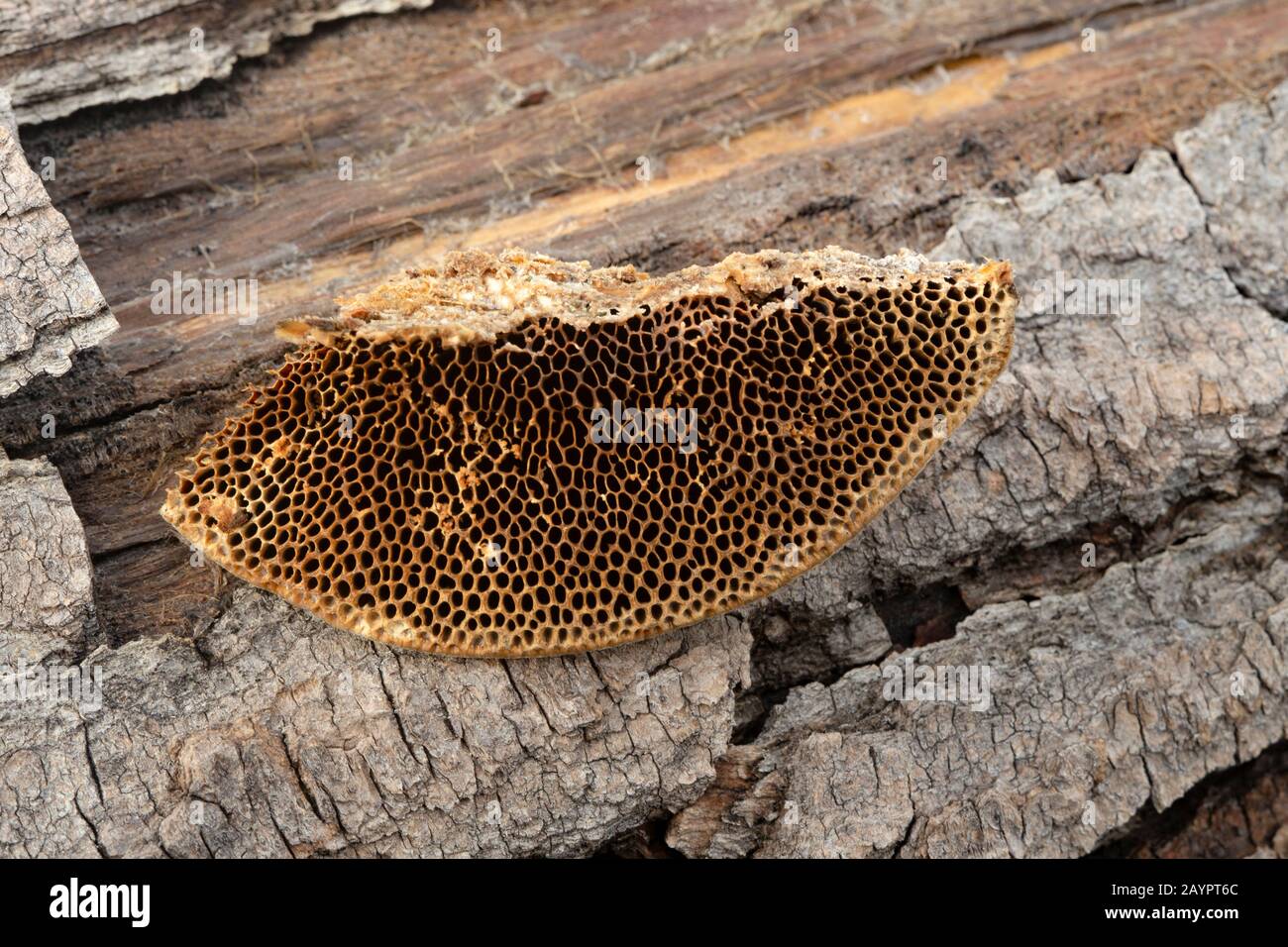 Tramete de TROG. Les pores de type nid d'abeilles de Trametes trogii, qui grandissaient sur le tronc d'un arbre noir mort en bois de coton. Banque D'Images