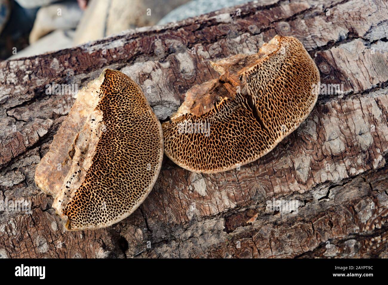 Tramete de TROG. Pores en nid d'abeilles d'un champignon Trametes trogii, qui se développe sur le tronc d'un arbre noir mort en bois de coton. Banque D'Images