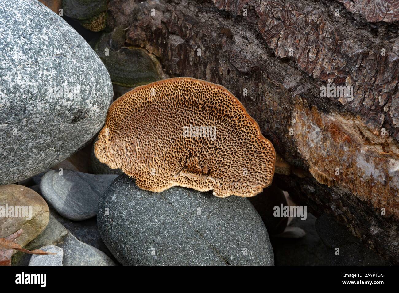 Tramete de TROG. Pores en nid d'abeilles d'un champignon Trametes trogii, qui se développe sur le tronc d'un arbre noir mort en bois de coton. Banque D'Images