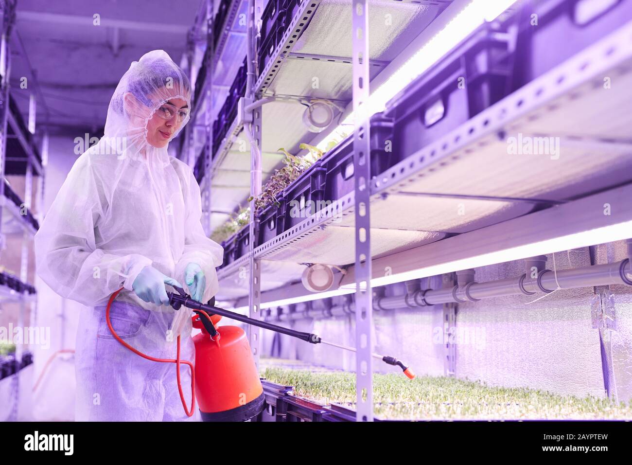 Taille vers le haut portrait de l'ingénieur agricole féminin vaporisant de l'engrais tout en travaillant dans la pépinière de plantes serre éclairé par lumière bleue, espace de copie Banque D'Images