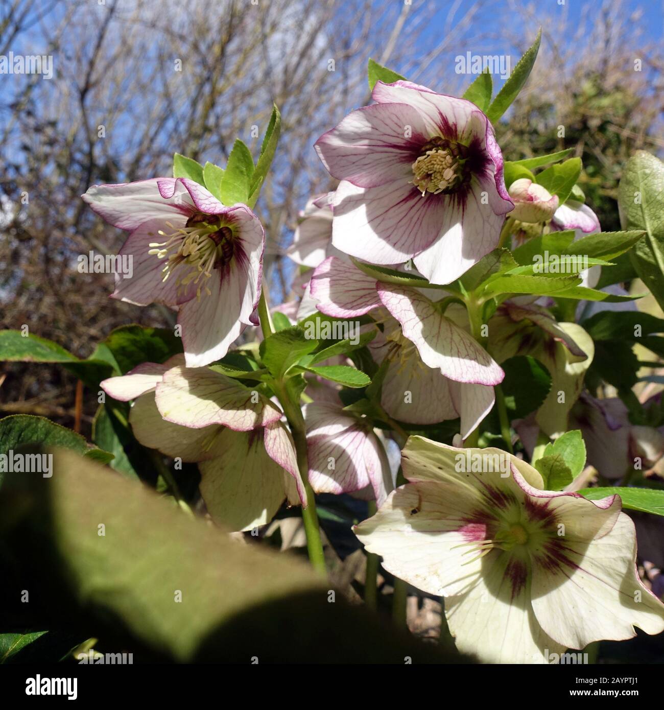 Schneerose, Christrose oder Schwarze Nieswurz (Helleborus niger) - blühende Pflanze Banque D'Images