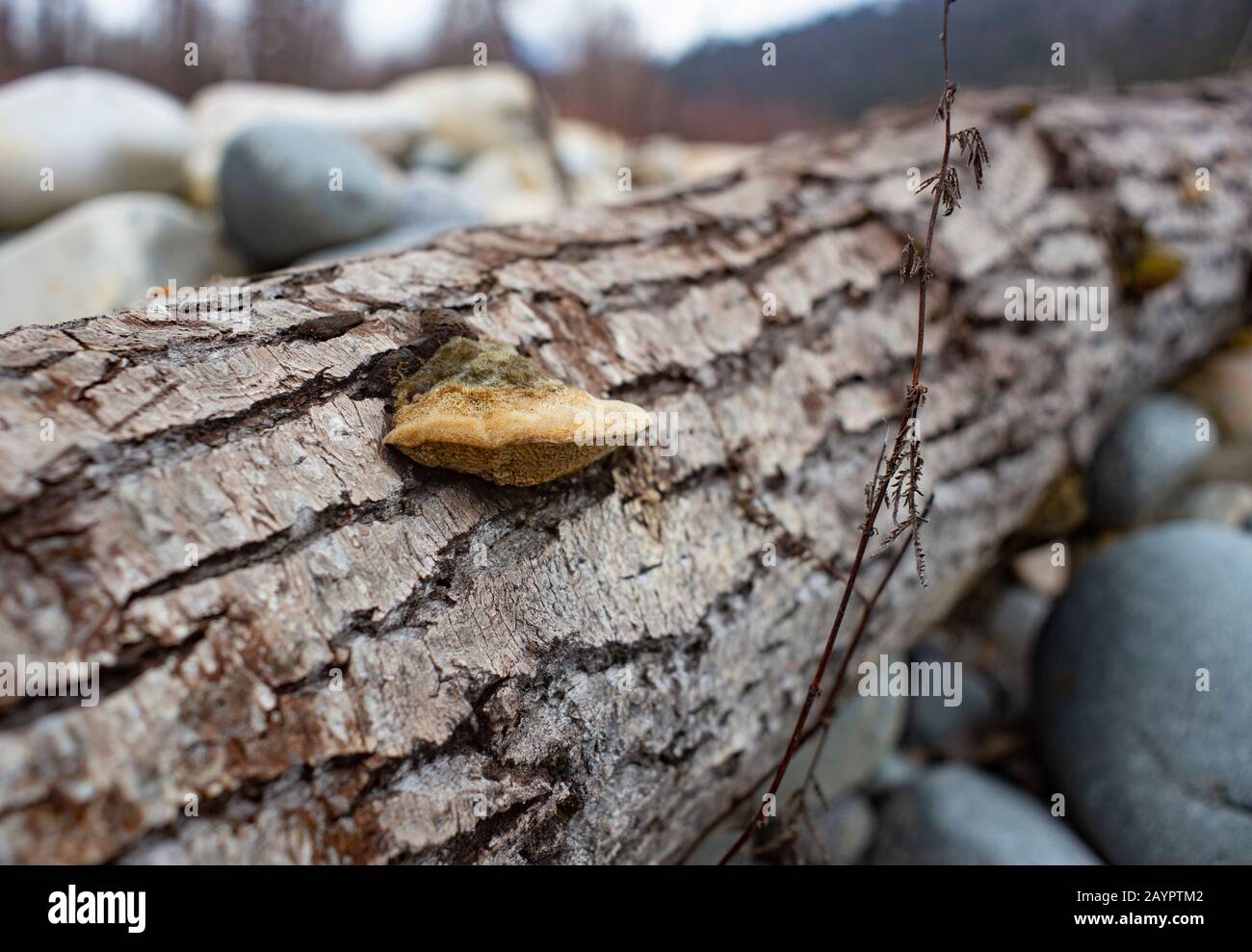 Tramete de TROG. Le corps fruité d'un champignon de la pourriture blanche, Trametes trogii, qui pousse sur le tronc d'un arbre noir mort en bois de coton. Banque D'Images