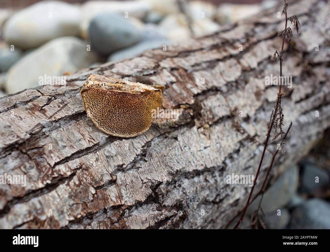 Détail : Pores. Le dessous d'un champignon de la pourriture blanche, Trametes trogii, qui pousse sur le tronc d'un arbre noir mort en bois de coton. Banque D'Images
